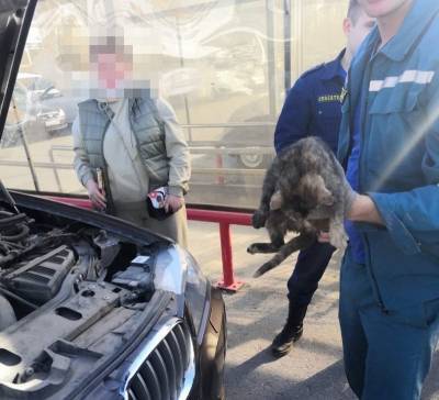 Ульяновские спасатели вытащили из-под капота автомобиля котёнка