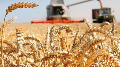 В Ленинградской области собран рекордный урожай зерновых культур