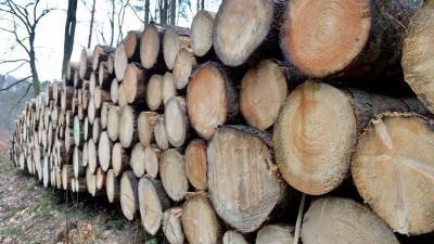 С начала года в России незаконно вырублено деревьев на 9,4 миллиарда рублей