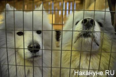 На Южном Урале выделено 2 млн рублей на возмещение затрат на содержание животных в частных приютах