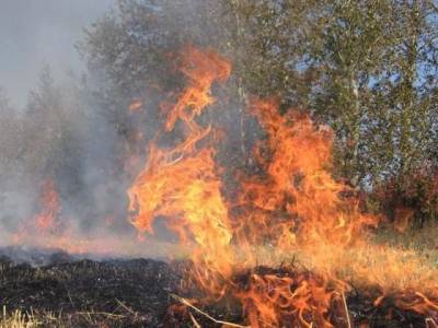 Причиной масштабного лесного пожара в Челябинской области назвали валежник
