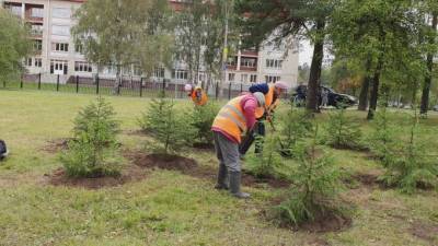 Петербургские садовники высадили 20 тысяч деревьев и кустарников за пол-октября
