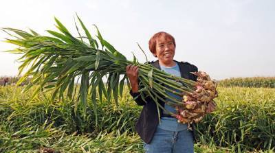 ФОТОФАКТ: На востоке Китая убирают урожай имбиря