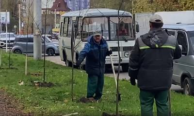 Сотни кустов и деревьев. В Смоленске стартовала осенняя озеленительная кампания
