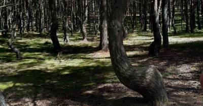 Руководство Куршской косы оштрафует блогера, которая сфотографировалась на дереве в Танцующем лесу