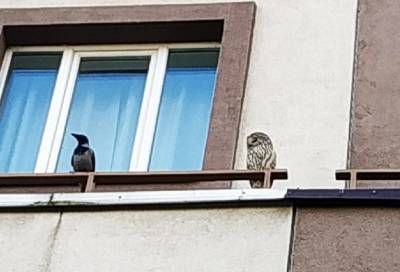 Видео: сова и ворона наблюдали утром за жителями Мурино