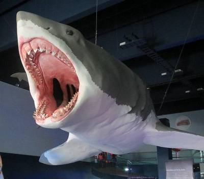 В США ученые обнаружили акулий «детсад» возрастом 24 млн лет
