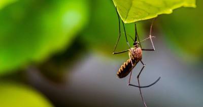 Для комаров придумали еще более опасный яд