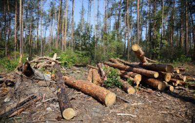 На Волыни чиновники лесохозяйства нанесли убытков государству на 17 млн гривен