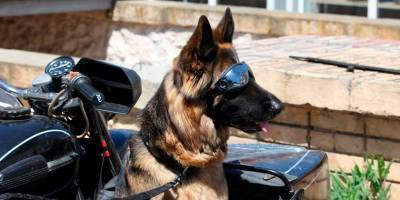 Военные собаки будут работать в очках виртуальной реальности