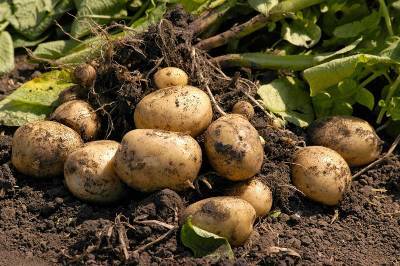В Смоленской области сняли карантин по раку картофеля