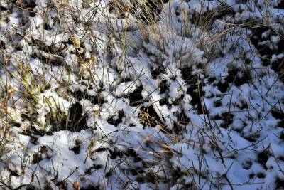 В Удмуртии в среду повсеместно ожидается мокрый снег