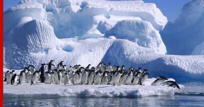 Мумифицированные останки пингвинов в Антарктиде озадачили ученых