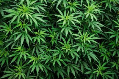 В Канаде на фоне пандемии резко выросло употребление марихуаны - Cursorinfo: главные новости Израиля