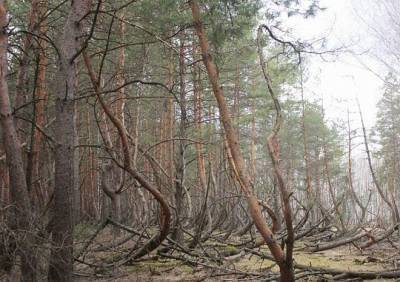 В Шиловском районе появится памятник природы «Заколдованный лес»