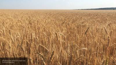 Рекордный рост цен на пшеницу зафиксирован в России
