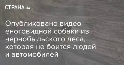 Опубликовано видео енотовидной собаки из чернобыльского леса, которая не боится людей и автомобилей - strana.ua