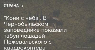 "Кони с неба". В Чернобыльском заповеднике показали табун лошадей Пржевальского с квадрокоптера