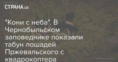 “Кони с неба”. В Чернобыльском заповеднике показали табун лошадей Пржевальского с квадрокоптера