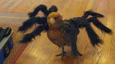 Оригинальный костюм для курицы развеселил соцсети - видео