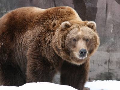 В Китае медведи загрызли смотрителя зоопарка на глазах у туристов