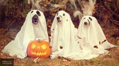 СМИ поделились идеями веселого празднования Хэллоуина в пандемию COVID-19
