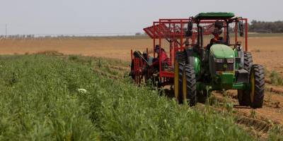 Израильские фермеры платят по 50 тысяч шекелей в месяц рэкетирам