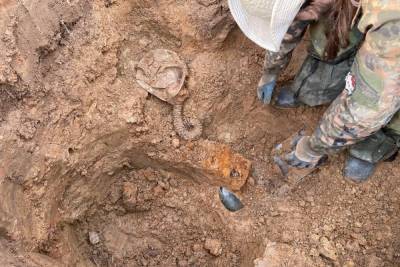 Под Ржевом Тверской области обнаружены останки неизвестного красноармейца