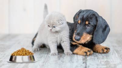 Чем кормить котят и щенят, чтобы сохранить их здоровье