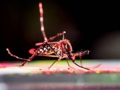 Из-за светового загрязнения городов комары кусают чаще