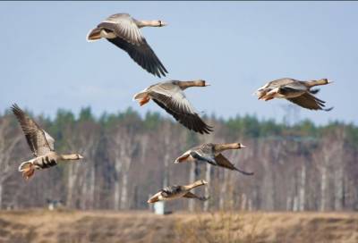 Фото: Охотнадзор Ленобласти показал осенний пролет гусей