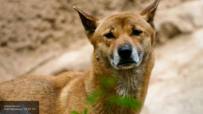 Живодеры засунули пса в мешок и бросили умирать в горах Адыгеи