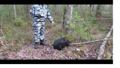 Видео: В Сургуте полицейская собака нашла 6 тайников с наркотиками