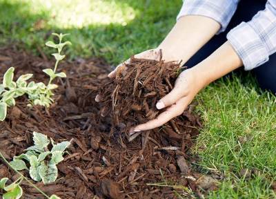 Мульча защитит почву: как и когда ее правильно раскладывать на грядки