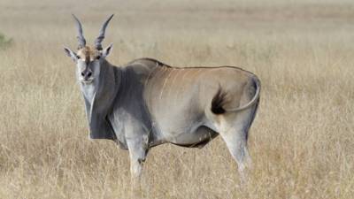 Боевые антилопы на службе ЦАХАЛа: в армии создают Управление по делам животных