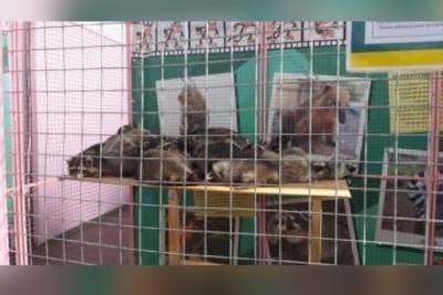 В Рязани животных выездной выставки содержали с нарушениями