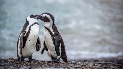 Пингвины-геи украли яйцо пингвинов-лесбиянок в надежде снова стать родителями
