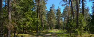 Объем незаконных рубок леса в Иркутской области снизился почти на 19%