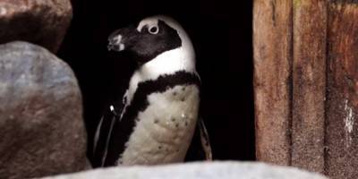 Пингвины-геи украли яйцо у пингвинов-лесбиянок. В прошлом году они воровали у гетеросексуальной пары