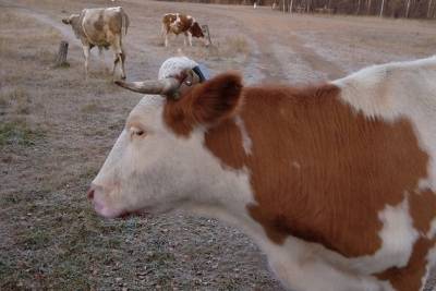 Забайкалец решил проблему с поиском своей коровы, установив на неё GPS