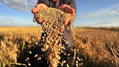 Украина отгрузила на экспорт уже 14,5 млн тонн зерна
