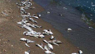 Прокуратура проверит сообщения о массовой гибели рыбы на Сахалине
