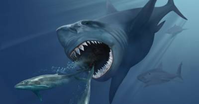 В США обнаружен «детский сад» древних акул