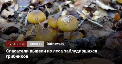Спасатели вывели из леса заблудившихся грибников