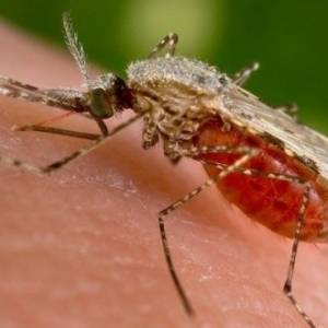 В Запорожье от малярии умер парень, который вернулся из Африки