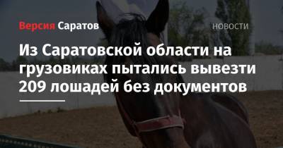 Из Саратовской области на грузовиках пытались вывезти 209 лошадей без документов
