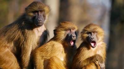 Редких поющих обезьян показали в Новосибирске
