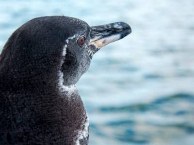 На Галапагосских островах выросла численность пингвинов и нелетающих бакланов
