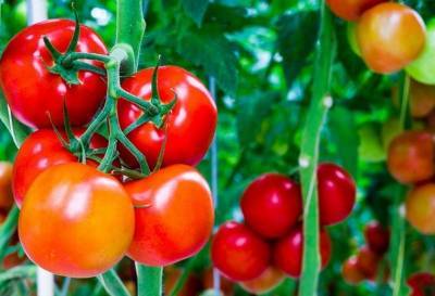 Ученые нашли новый способ повышения урожайности помидоров