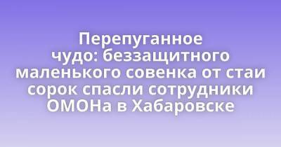 Перепуганное чудо: беззащитного маленького совенка от стаи сорок спасли сотрудники ОМОНа в Хабаровске